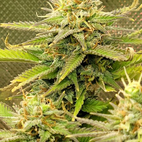 Platinum Cake growlog timeline photo