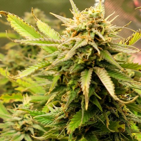 Platinum Cake growlog timeline photo