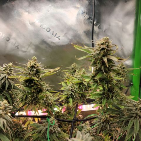 Platinum Cake growlog timeline photo