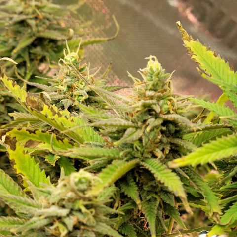 Platinum Cake growlog timeline photo