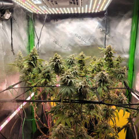 Platinum Cake growlog timeline photo