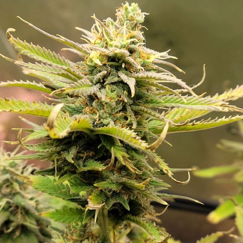 Platinum Cake growlog timeline photo