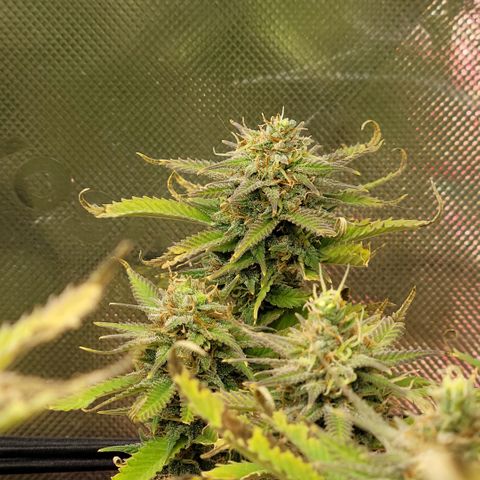 Platinum Cake growlog timeline photo