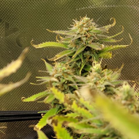 Platinum Cake growlog timeline photo