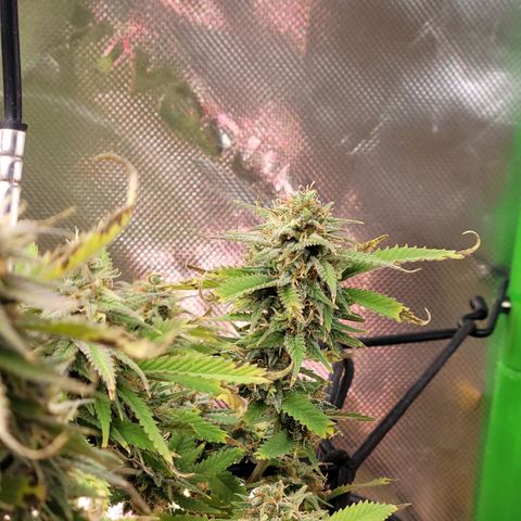 Platinum Cake growlog timeline photo