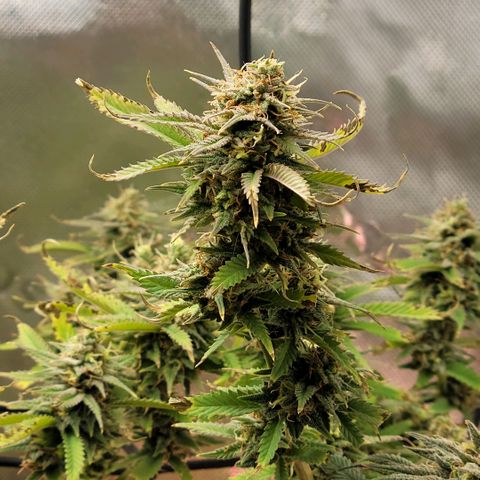 Platinum Cake growlog timeline photo