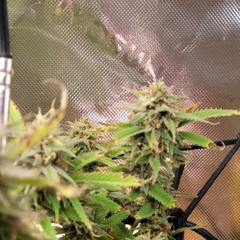 Platinum Cake growlog timeline photo