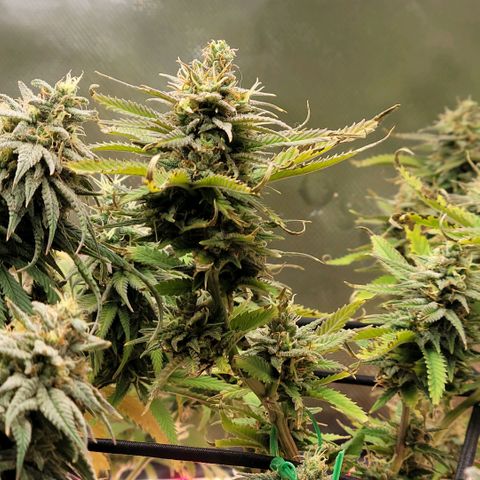 Platinum Cake growlog timeline photo