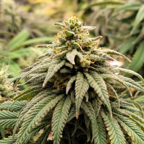 Northern Lights 1 and 2 growlog timeline photo