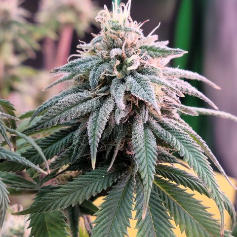 Northern Lights 1 and 2 growlog timeline photo