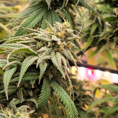 Northern Lights 1 and 2 growlog timeline photo