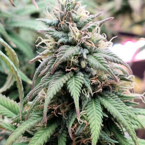 Northern Lights 1 and 2 growlog timeline photo