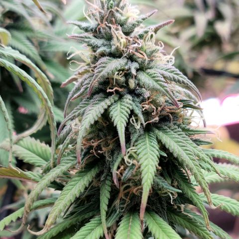 Northern Lights 1 and 2 growlog timeline photo