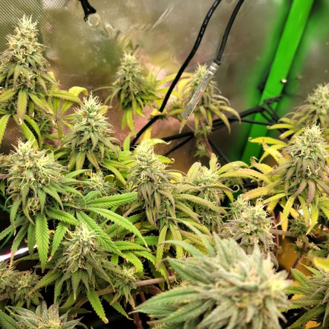 Northern Lights 1 and 2 growlog timeline photo
