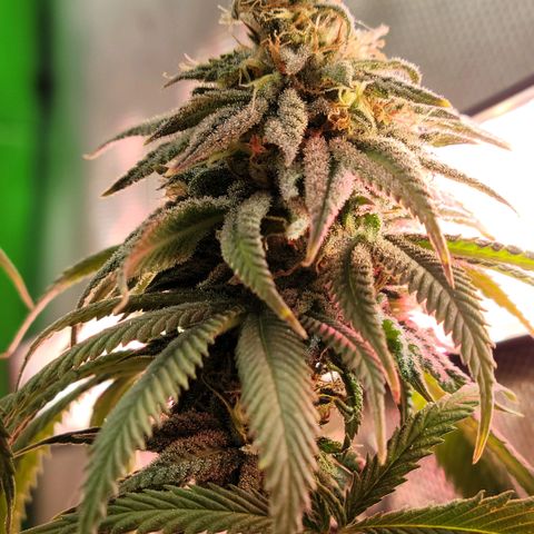 Northern Lights 1 and 2 growlog timeline photo