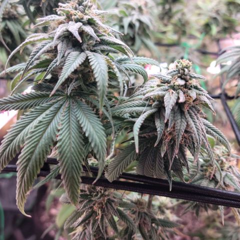 Northern Lights 1 and 2 growlog timeline photo