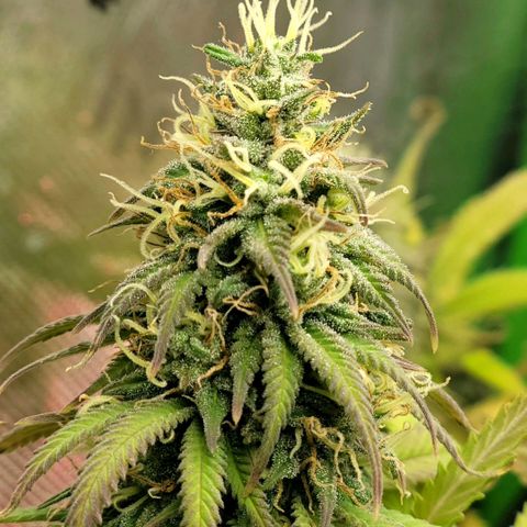 Northern Lights 1 and 2 growlog timeline photo