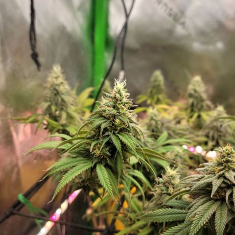 Northern Lights 1 and 2 growlog timeline photo