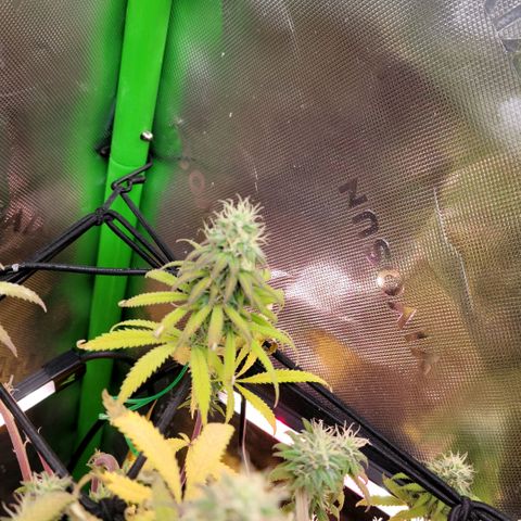 Northern Lights 1 and 2 growlog timeline photo