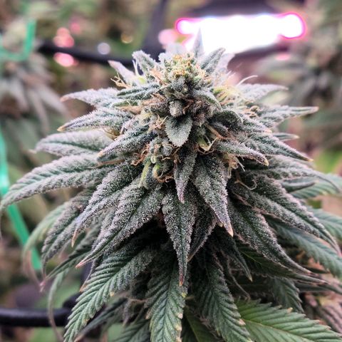 Northern Lights 1 and 2 growlog timeline photo