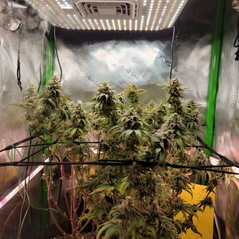 Platinum Cake growlog timeline photo