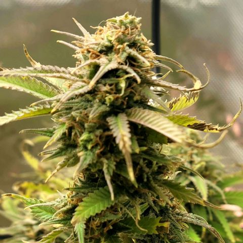 Platinum Cake growlog timeline photo