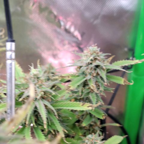 Platinum Cake growlog timeline photo