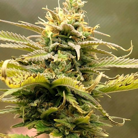 Platinum Cake growlog timeline photo