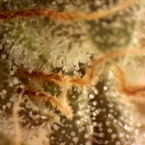 Platinum Cake growlog timeline photo