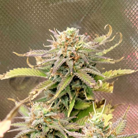 Platinum Cake growlog timeline photo