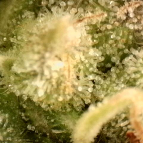 Platinum Cake growlog timeline photo