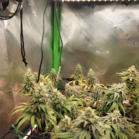Northern Lights 1 and 2 growlog timeline photo
