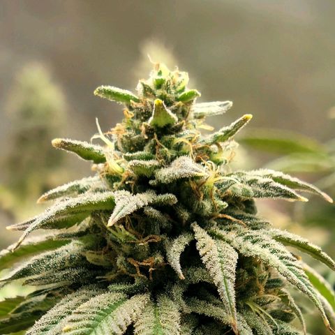 Northern Lights 1 and 2 growlog timeline photo