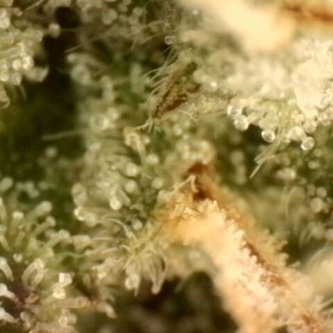 Northern Lights 1 and 2 growlog timeline photo