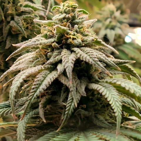 Northern Lights 1 and 2 growlog timeline photo