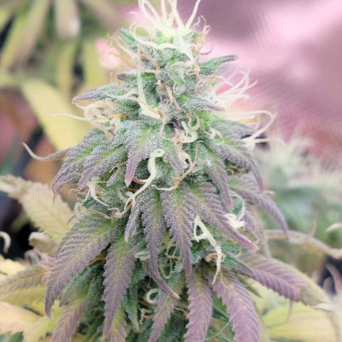 Northern Lights 1 and 2 growlog timeline photo
