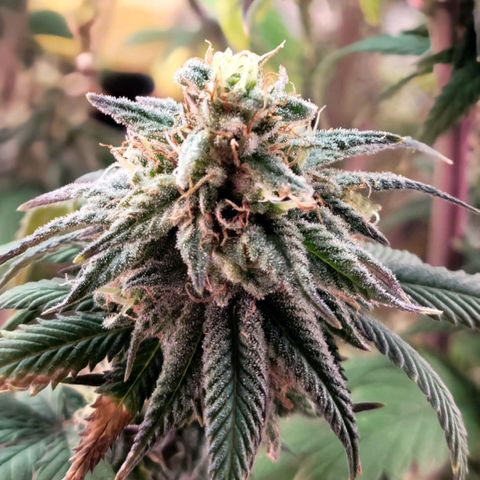 Northern Lights 1 and 2 growlog timeline photo
