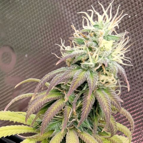 Northern Lights 1 and 2 growlog timeline photo