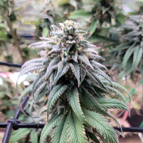 Northern Lights 1 and 2 growlog timeline photo