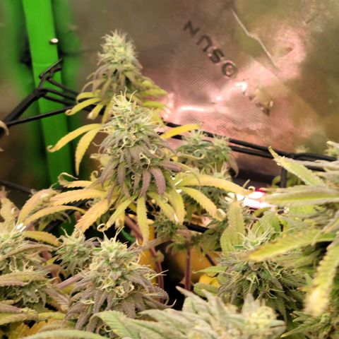 Northern Lights 1 and 2 growlog timeline photo