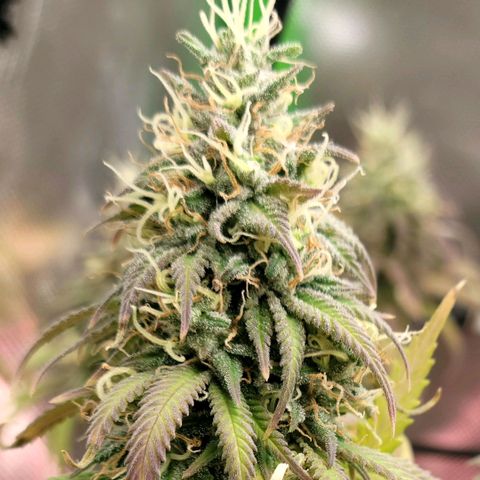 Northern Lights 1 and 2 growlog timeline photo