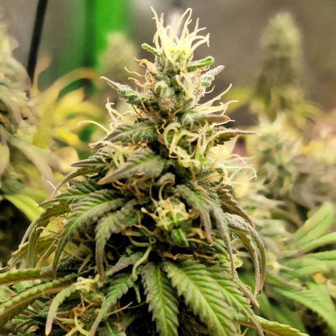 Northern Lights 1 and 2 growlog timeline photo