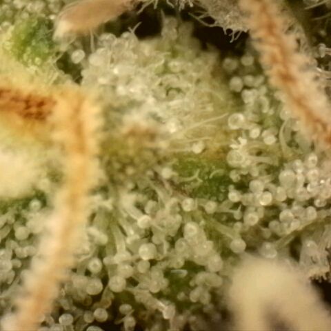Northern Lights 1 and 2 growlog timeline photo