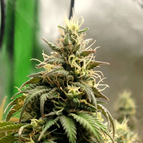 Northern Lights 1 and 2 growlog timeline photo