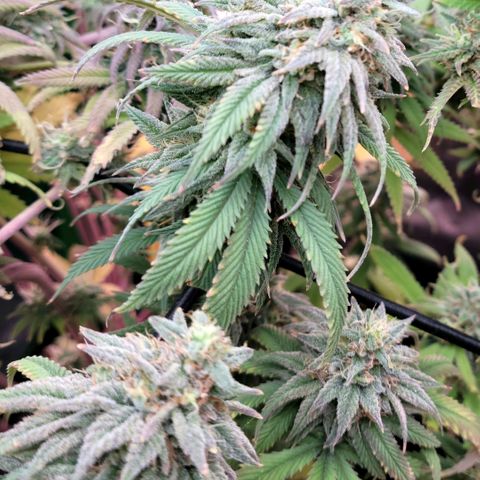 Northern Lights 1 and 2 growlog timeline photo