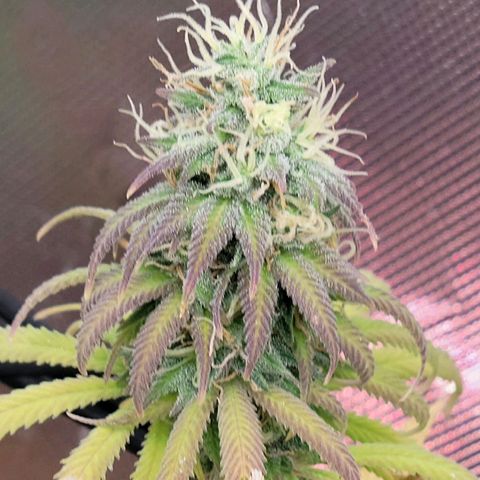 Northern Lights 1 and 2 growlog timeline photo