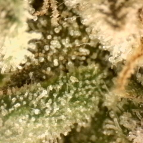 Northern Lights 1 and 2 growlog timeline photo