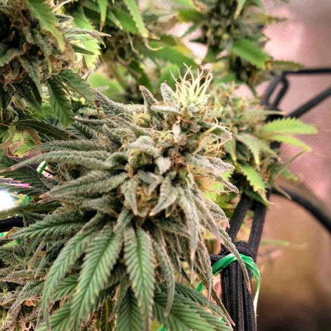 Northern Lights 1 and 2 growlog timeline photo