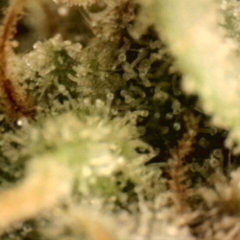 Northern Lights 1 and 2 growlog timeline photo