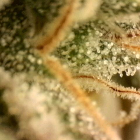 Northern Lights 1 and 2 growlog timeline photo